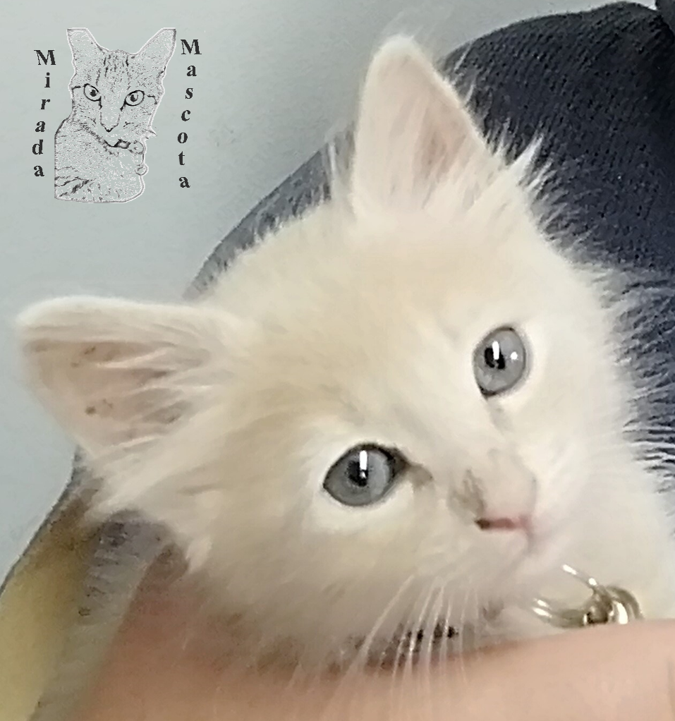 gatito hermoso
mirada mascota
animales
compañeros
amigos