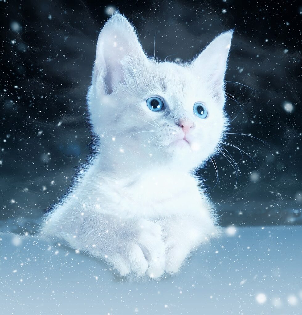 cat, kitty, snow-2178155.jpg