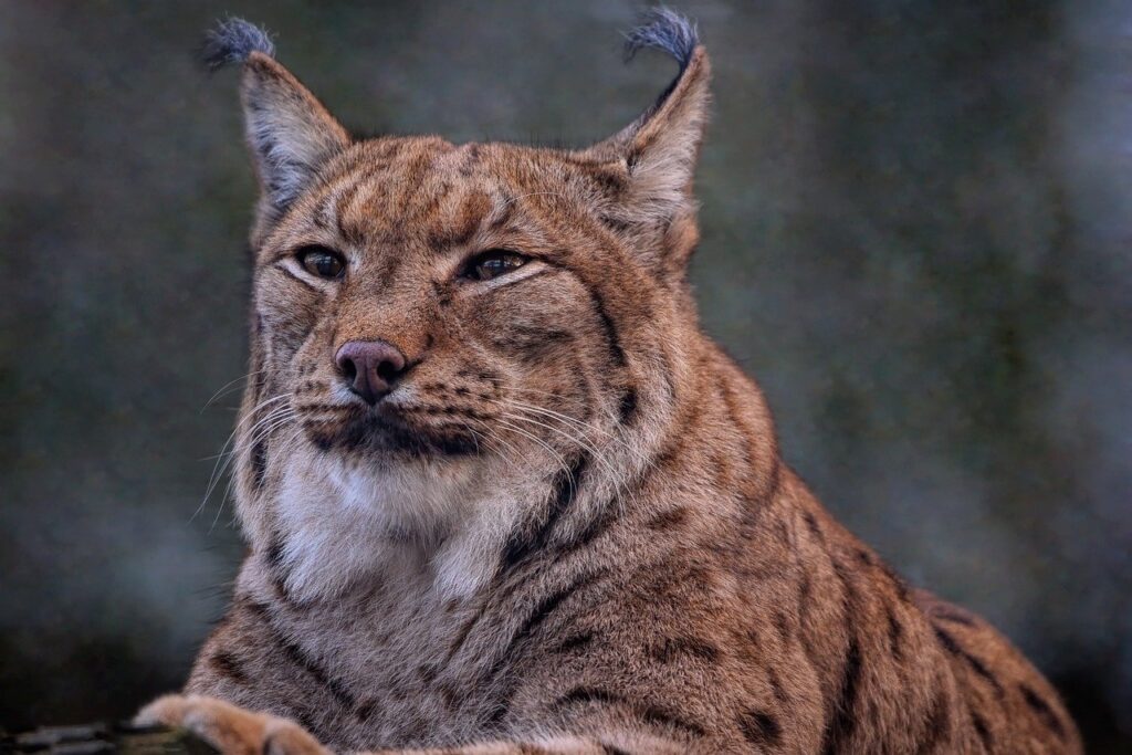 eurasian lynx, lynx, european lynx-7844456.jpg