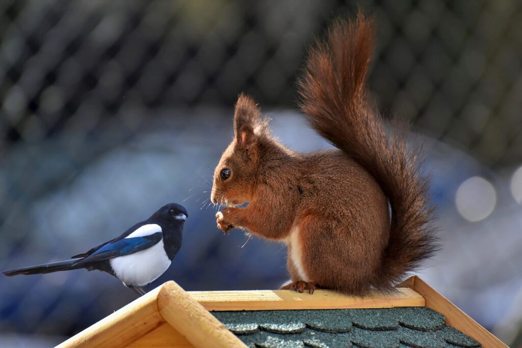 squirrel, animated, magpie-7849409.jpg