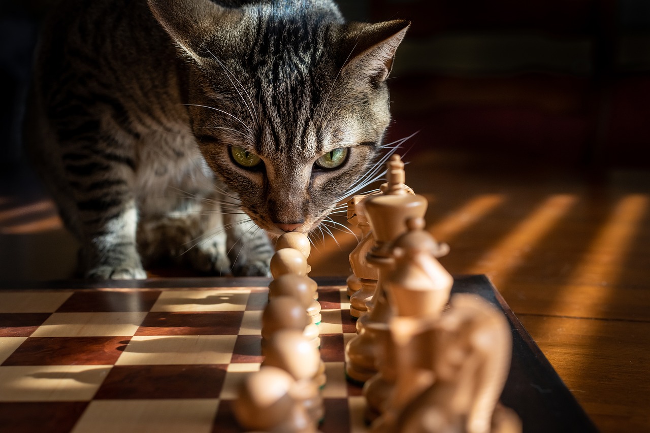 tabby, cat, chess-5946499.jpg