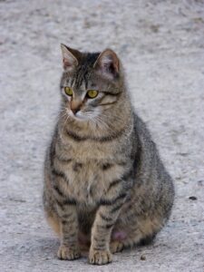 gata embarazada Mirada mascota mamd mascotas cuidados