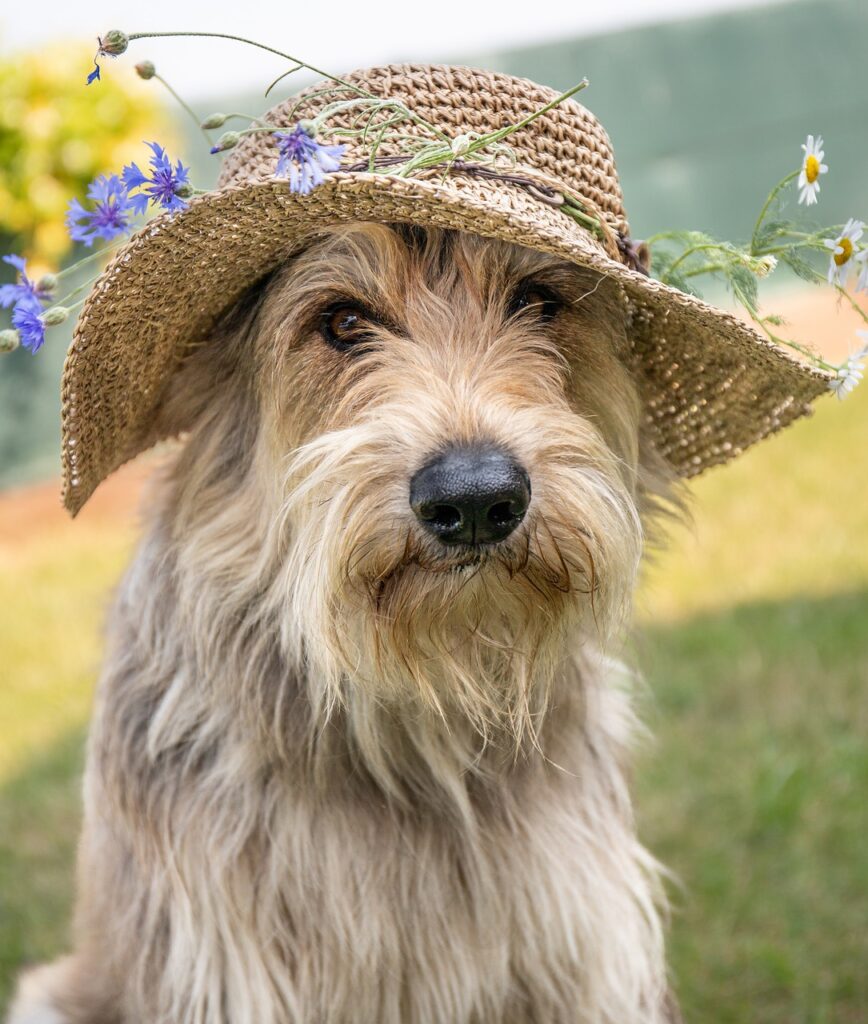 dog, beautiful flowers, hat-8089493.jpg