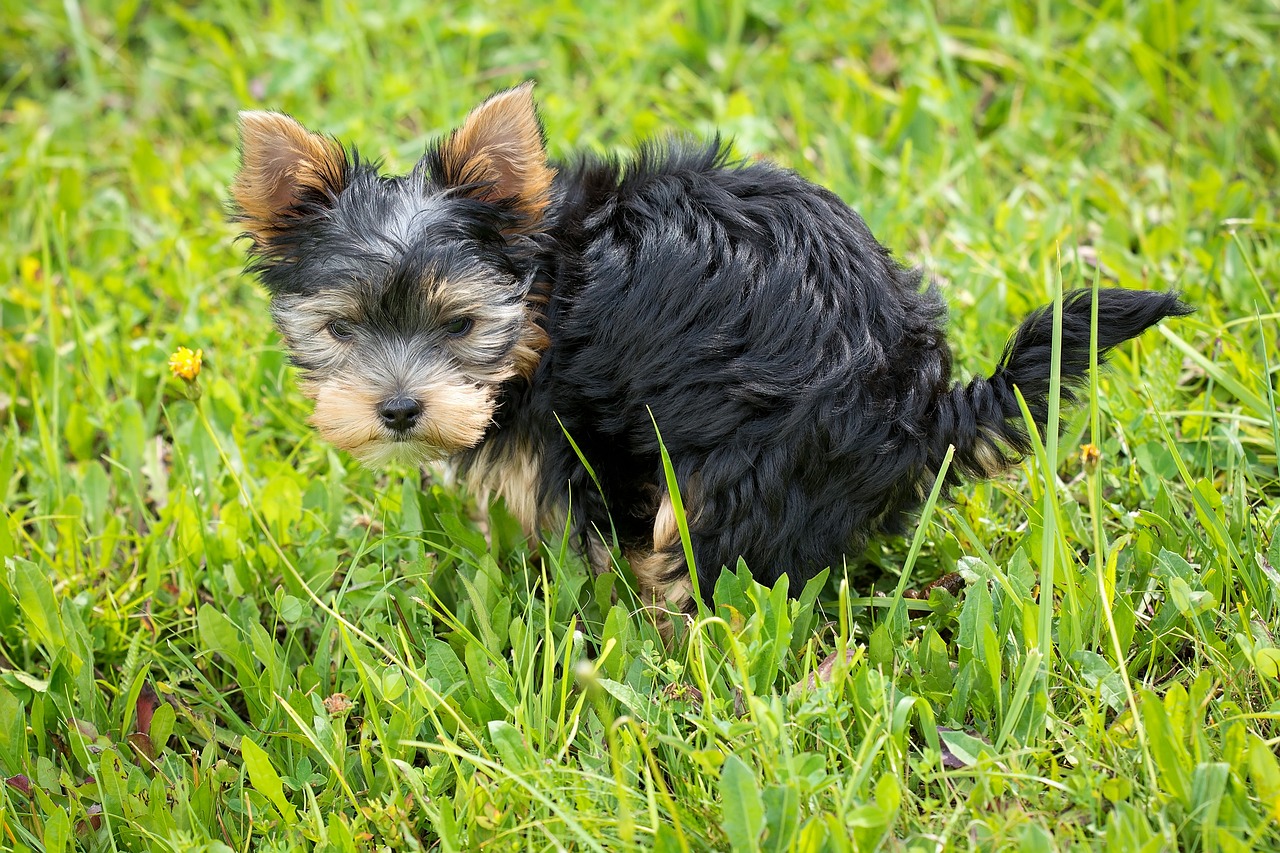 Razones por las que los perros se comen sus cacas